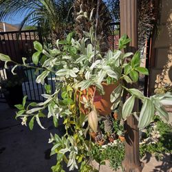 Hanging Tradescantia Fluminensis Plant 