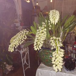 Orchid In Bloom $400