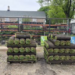 Fresh Kentucky Blue Grass - Sod