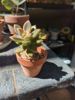 Establish succulent and mini terracotta pot