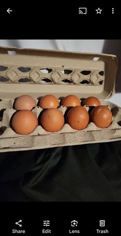 Fresh Chicken Eggs