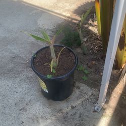 Vendo Plantas de Banana