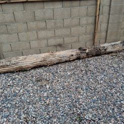 Saguaro Cactus Skeleton 