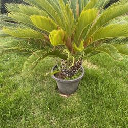 cycas revoluta (sago palm) 