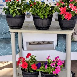 Beautiful petunias plants $5 each plant