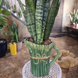 2ft 10in Tall Sansevieria Snake Plant In Ceramic Pot With Stones 