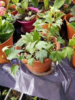 English Ivy Hedera Helix Air Purification Plant