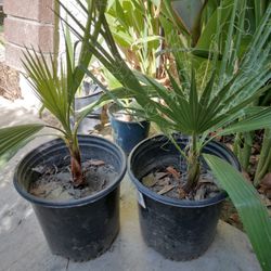 Fan Palm Tree Plants 5.00 Each