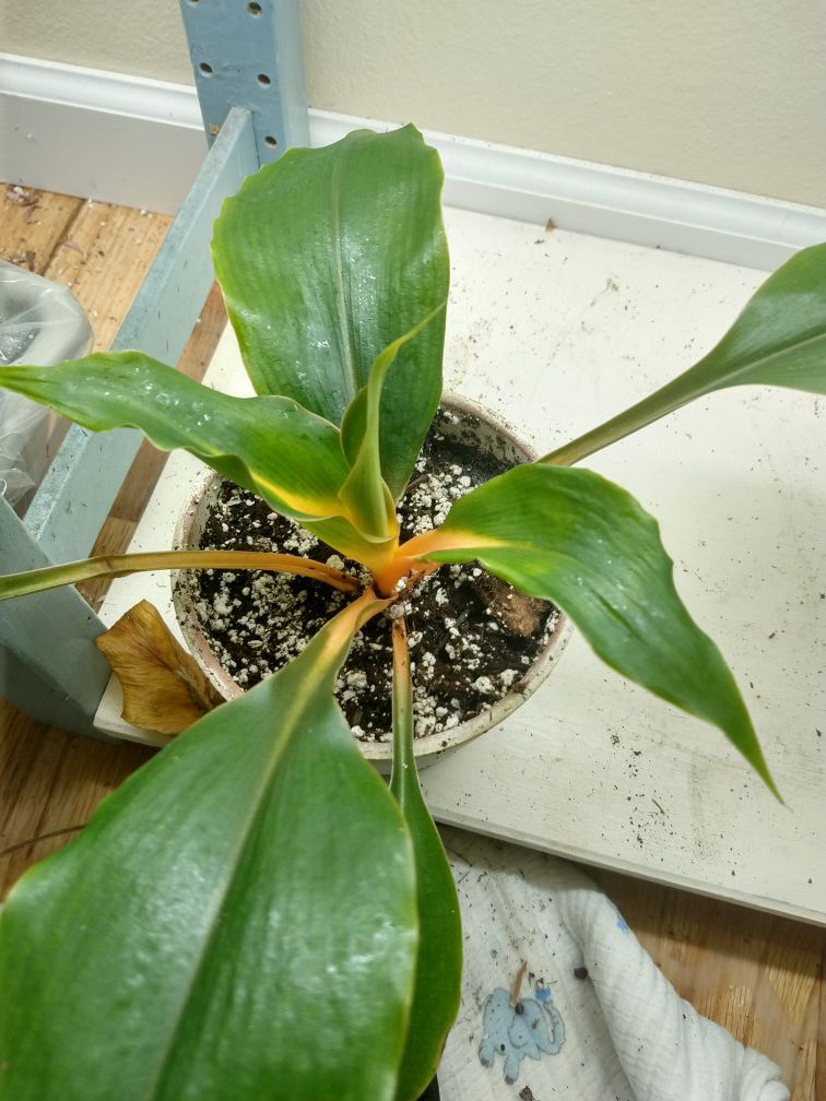 Mandarin spider plant