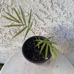 4 Inch Pot Succulent Plant- Parlor Palm - Chamaedorea Elegans - Live Indoor Outdoor Plant - Rooted & Established - Drought Resistant - 🪴 