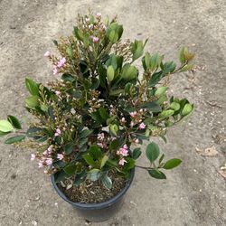 Rhaphiolepis Pink Lady