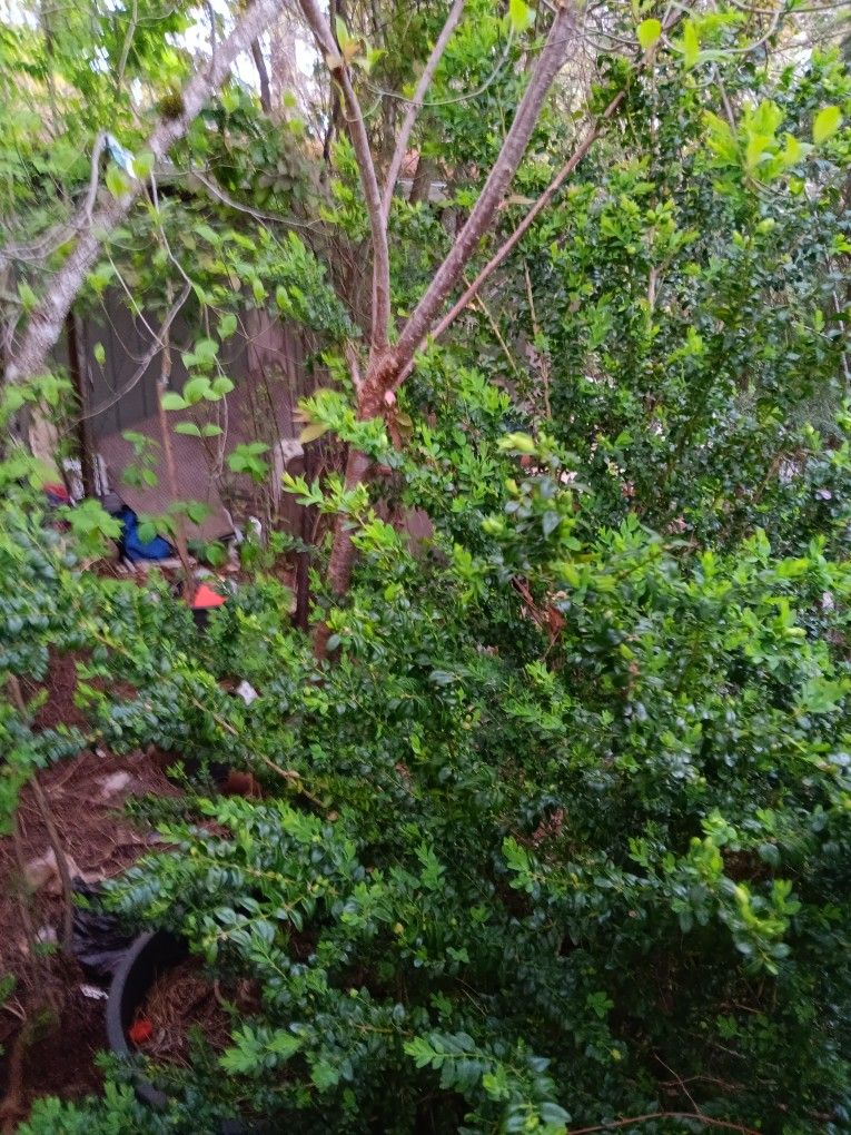 6' Boxwood