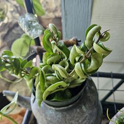 Hindu Rope  Hoya