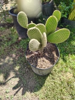 Bunny ears cactus plant