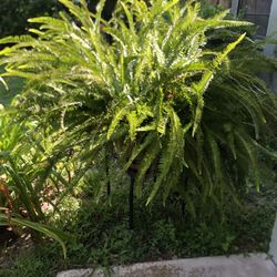 Fern