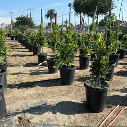 Ficus Plants