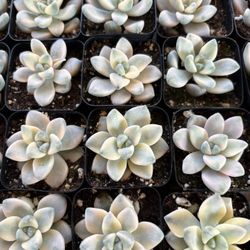 Variegated Succulent