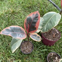 Ficus elastica ‘Ruby’ – Tricolor Rubber Tree 