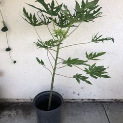 Papaya Tree 35$