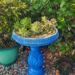 plants and succulents for sale
