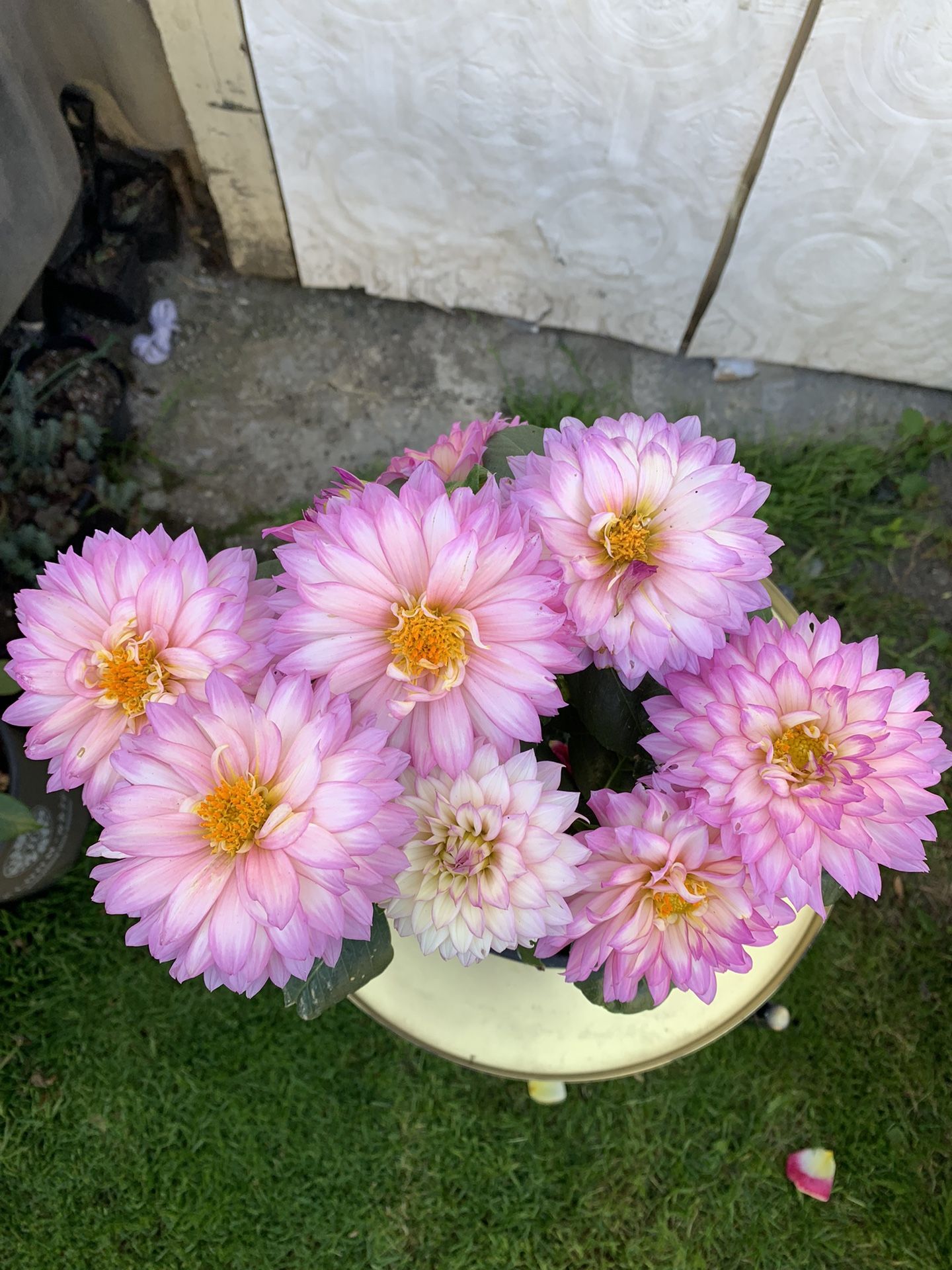 Outdoor Plant