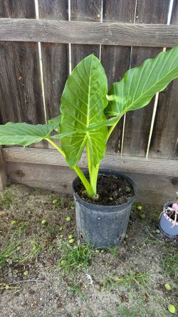 Elephant Ear Plant In Large Pot