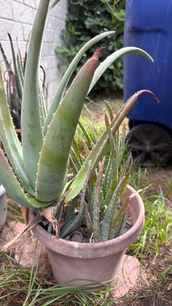 Aloe Vera Plant in plastic Pot (2 available)