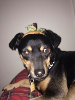 The great pumpkin hat for small dog or cat
