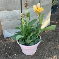 Yellow Plant 
