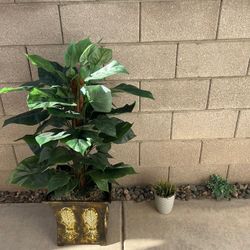 Natural Cordyline Plant with Decorative Vase