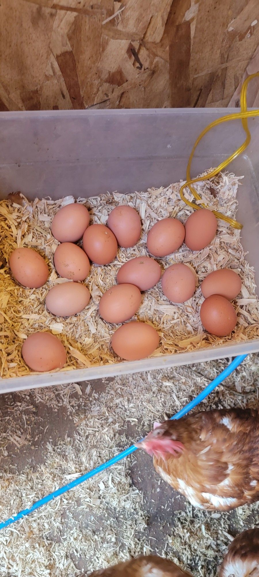 fresh home eggs