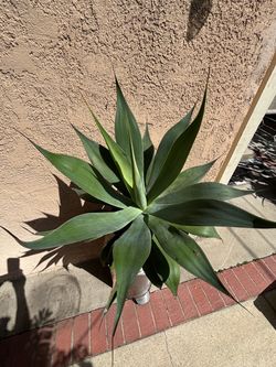 Large Agave Plant in Pot
