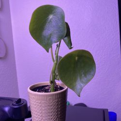 Pilea Plant/ Chinese Money Plant