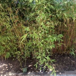Bamboo $5 Each 