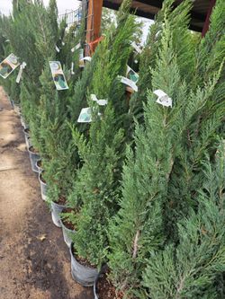 Pinos Juniper Blue Point 3gallon 4ft Tall