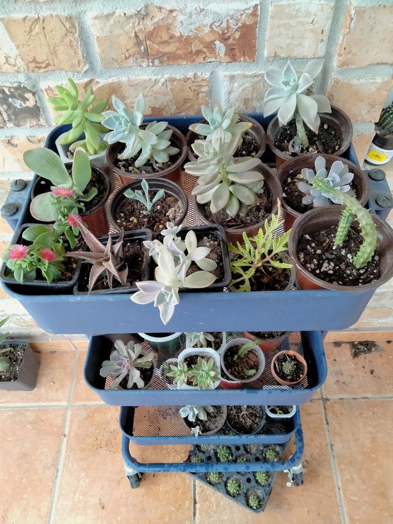 Suculentas Diferentes