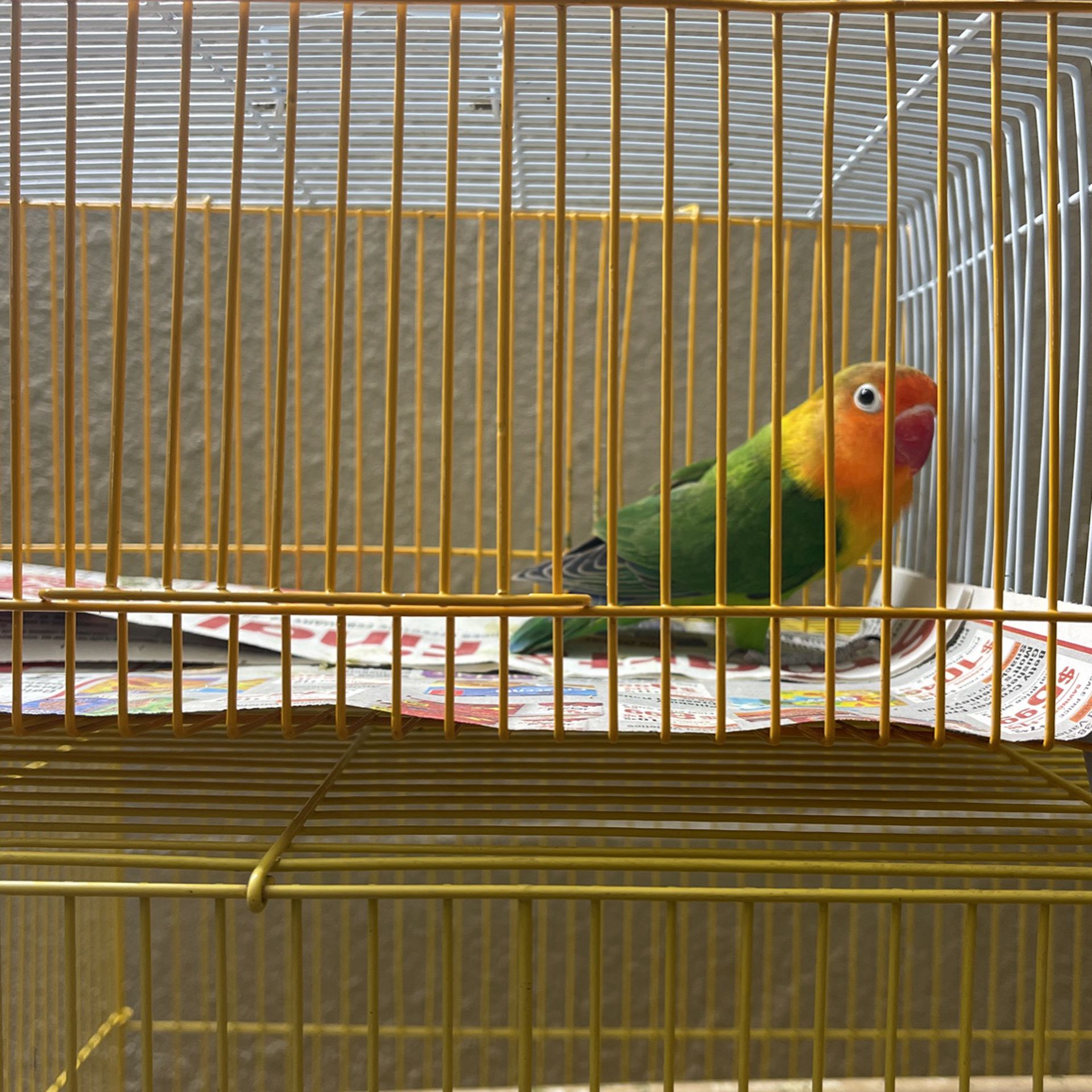 Jaula/bird Cage