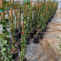 $25 Each Star Jasmine Vines 5gal