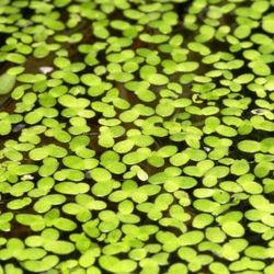 Live Duckweed For Freshwater Aquarium