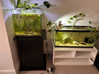 Fish tank setups