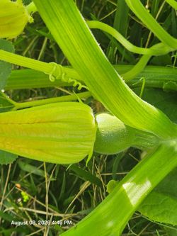 Pumpkin Plants
