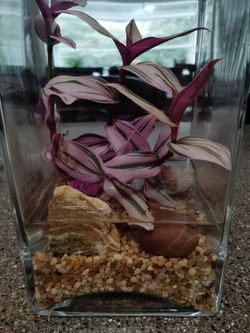 Glass terrarium with plant