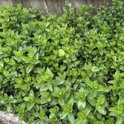 Mints Fresh Cutting Or Rooting $2 For And 20!