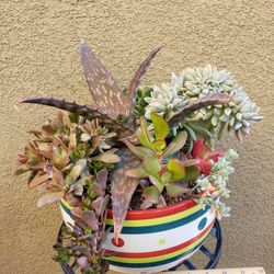 Succulent Arrangement