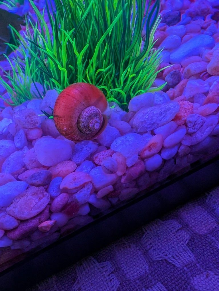 Mystery Snail