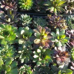 Sempervivum (Hens & Chicks) Succulent Plant