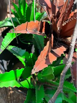 Metal Agave / Aloe Yard Art Lot — 24 Southwest Desert Garden Pieces(Minimum $40 Purchase)