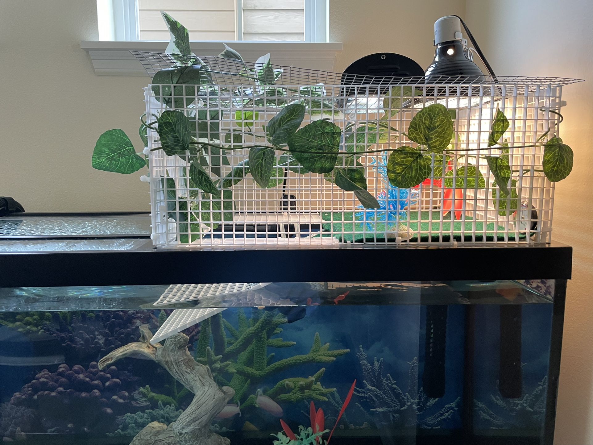 Turtle Basking Platform