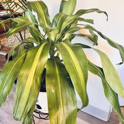 Live Indoors Home-Plant 🪴 21” Tall