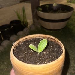 Pumpkin Plant In Bamboo Pot